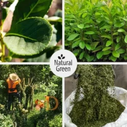 Bio Mate Tee - Natural Green ORGANIC 500g - Mate Tee mit Stängel (natürlich gereift & ungeräuchert) VAKUUMVERPACKT